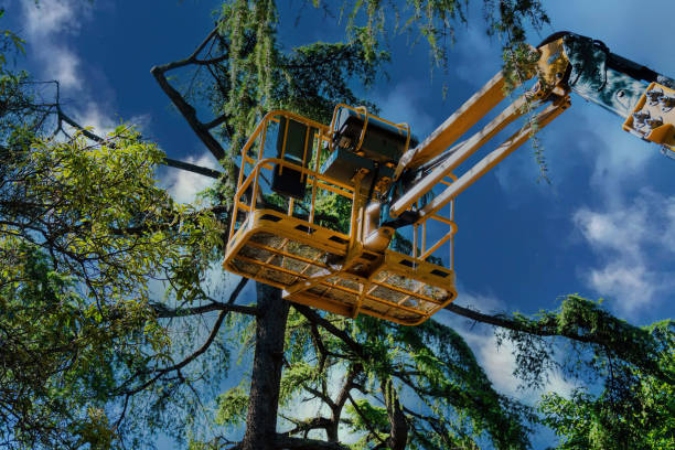 Professional Tree Services in Hastings, MI